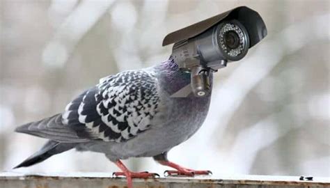 “The Birds Work For The Bourgeoisie” Meaning – Pigeonpedia