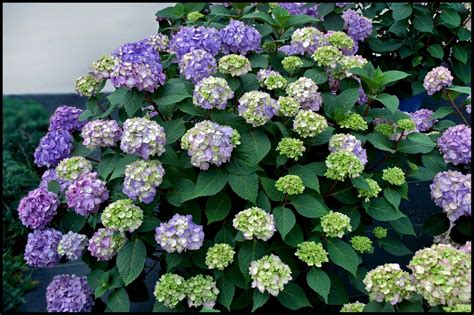 Bloomstruck Hydrangea Hinsdale Nurseries Welcome To Hinsdale Nurseries