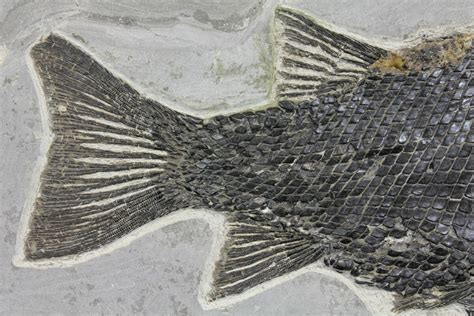 14.7" Triassic, Fossil Ray-Finned Fish (Paralepidotus) - Austria ...