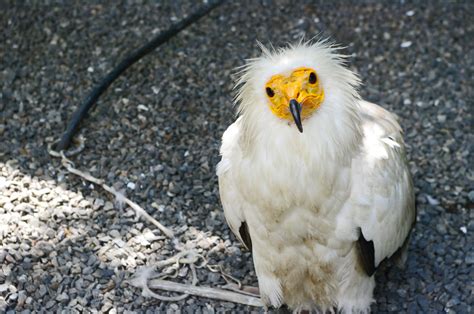 Vautour Percnoptere Photo Et Image Animaux Zoo Et Animaux En