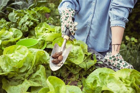 How To Keep Slugs Out Of Garden And Get Rid Of Them Florgeous