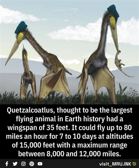 Quetzalcoatlus Largest Flying Animal In Earths History