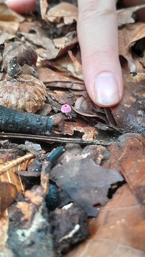 Hongos Paraca Das Y Rehiletes Desde Pacho Cundinamarca Colombia El