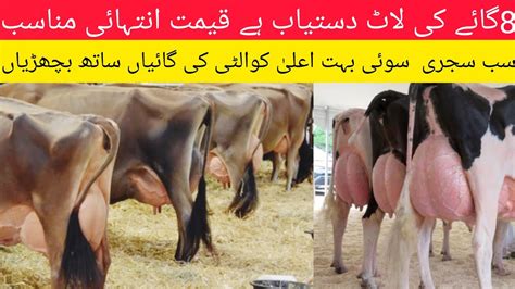 Cows For Sale In Pakistan On YouTube Ll Cow For Sale In Punjab Ll Cows