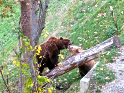 Honeymoon lessons at the Bern Bear Park