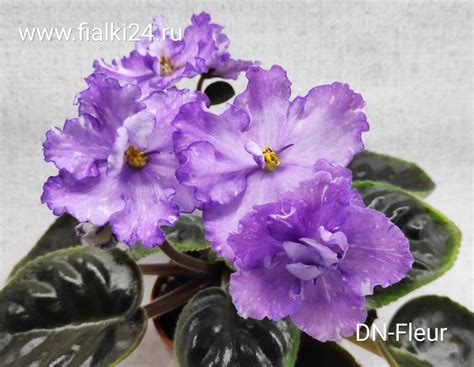 Главная страница | Фиалки в Красноярске