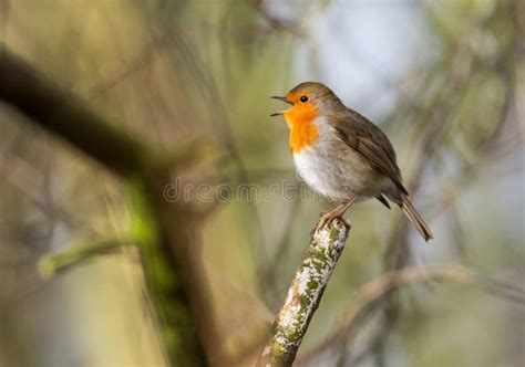 Cute Little Robin Bird Singing Stock Image - Image of close, european ...