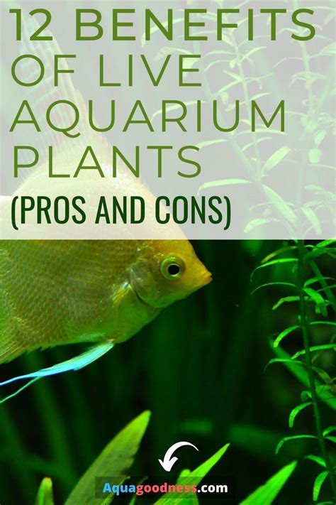 12 Benefits Of Live Plants In An Aquarium Pros And Cons Freshwater