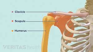 Clavicle And Scapula Humerus Flashcards Quizlet