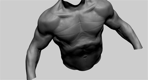 Artstation Male Torso B Resources