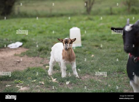 African pygmy goat Stock Photo - Alamy