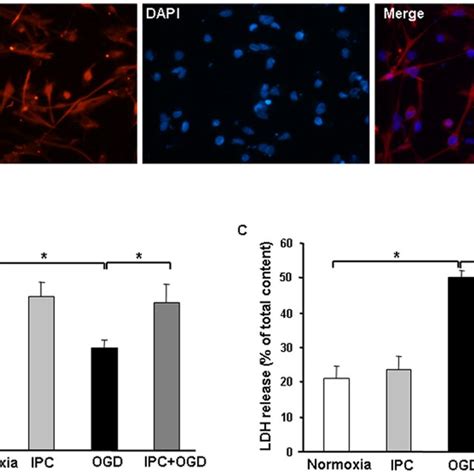 Ischemic Preconditioning Ipc Of Astrocytes Before H Oxygen Glucose