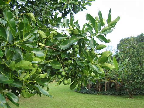 National Tropical Botanical Garden | Calophyllum inophyllum - Plant ...