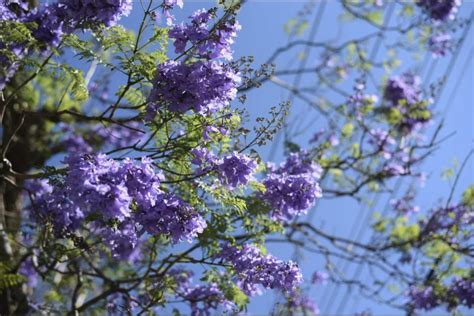 Estas Son Las Impresionantes Propiedades De La Jacaranda