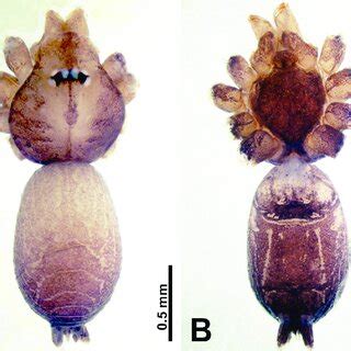 Thaiderces Ngalauindahensis Sp Nov Male Holotype A Habitus Dorsal