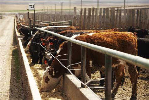 Qanda On Conventional Production Of Canadian Beef Beefresearch Ca