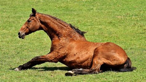 Horse Colic - Symptoms, Causes and Treatment - Savvy Horsewoman