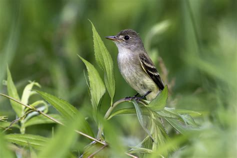 Willow Flycatcher — Southern Wisconsin Bird Alliance