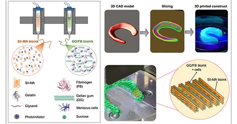 D Bioprinted Highly Elastic Hybrid Constructs For Advanced