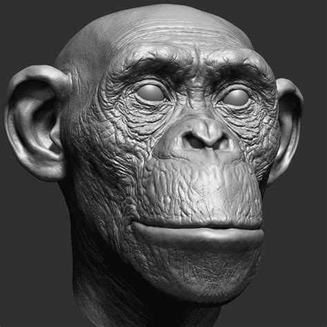 Chimpanzee Head 3d Model Turbosquid 1396321