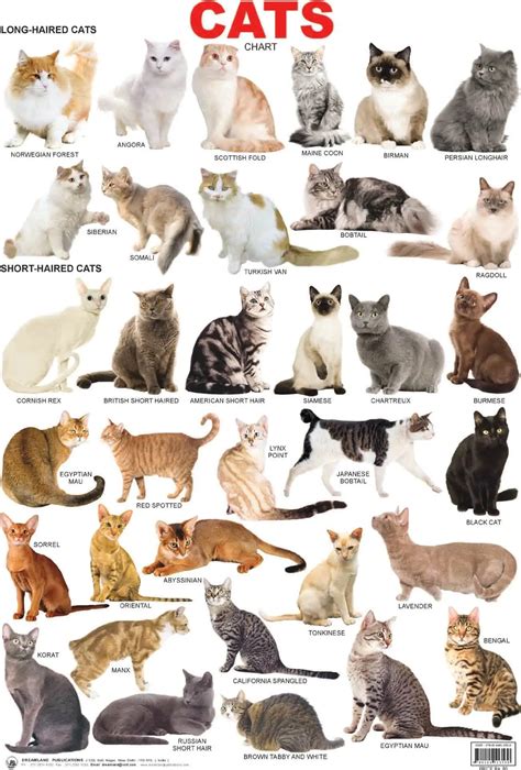 Understanding Your Cats Breed: A Guide for Pet Owners (2024)