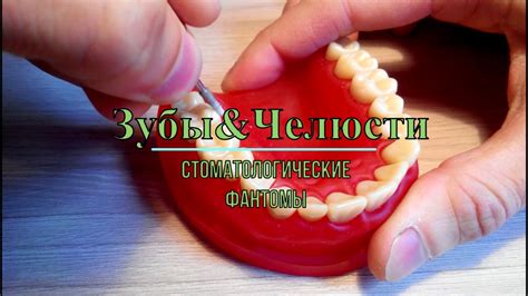 Зубы&Челюсти. Стоматологические фантомы. Модели челюстей. - YouTube