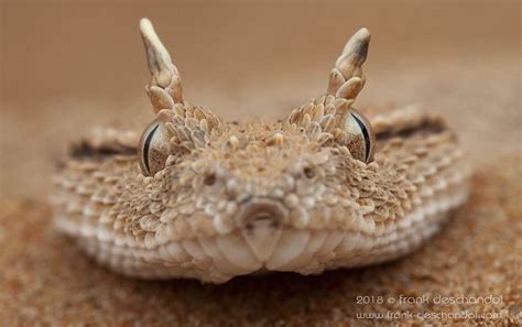 Cerastes gasperettii | Snake art, Reptile snakes, Cool snakes