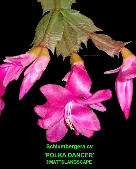 Blue Christmas Cactus Colors Christmas Day