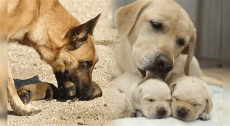 Por qué algunos perros se comen a sus crías vivas Conoce que hacer