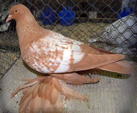 World Of Pigeons And Doves Saxon Field Pigeon