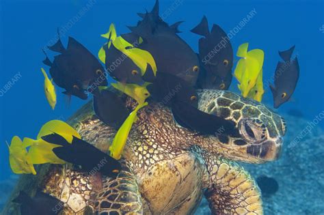 Green sea turtle - Stock Image - C058/0090 - Science Photo Library