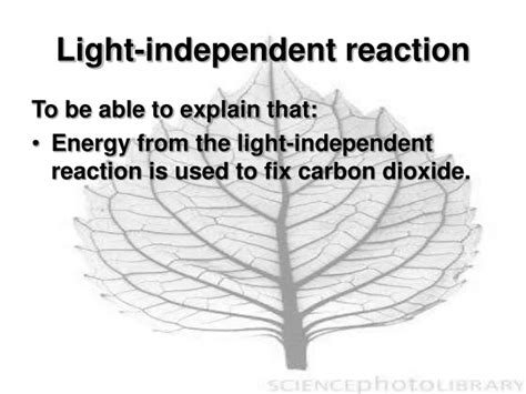 Ppt Light Independent Reaction Powerpoint Presentation Free Download Id 9594063