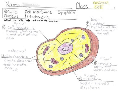 Diagram Of The Animal Cell And Functions - Animal Cell Diagram High ...