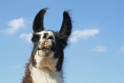 Llama Free Stock Photo Public Domain Pictures