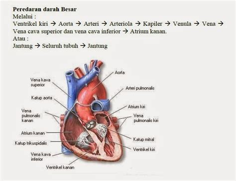 Sistem Peredaran Darah Pada Manusia Sumber Elektronis Hot Sex Picture