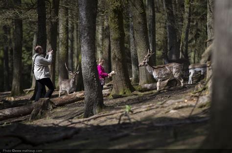 Le parc à gibier de Saint Hubert vous permet de découvrir le gibier