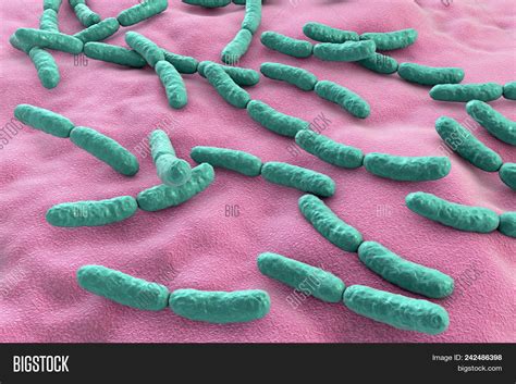 Bacteria Lactobacillus Image & Photo (Free Trial) | Bigstock