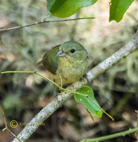 Painted Bunting, Female | BirdForum