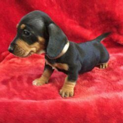 Dachshund Puppies Available Manila Free Classifieds In Philippines