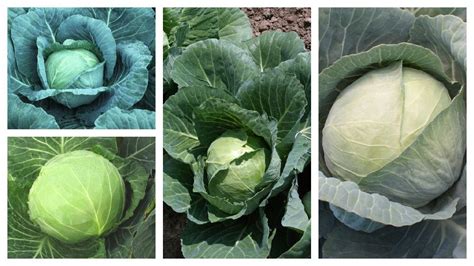 11 Cabbage Varieties Perfect for Today's Growers - Growing Produce