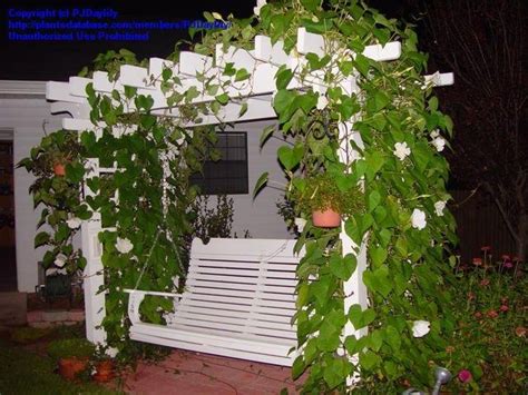 Plantfiles Pictures Ipomoea Species Moonflower Moon Vine Giant