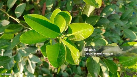 Daun Jeruk Stock Photo - Download Image Now - Abstract, Agriculture ...