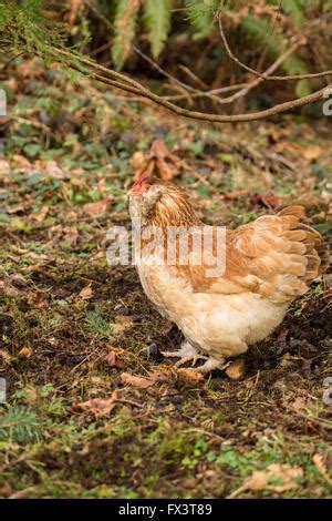 salmon faverolle hen Stock Photo - Alamy