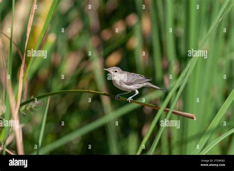 Warblers Of Turkey Hi Res Stock Photography And Images Alamy