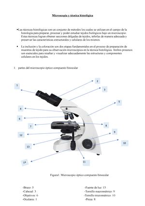 Trabajo Pr Ctico Tejido Conectivo Trabajo Prctico N Tejido