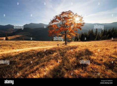 fall colors tree stock photo alamy