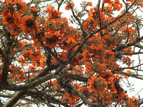 Chá De Mulungu é Eficaz No Combate à Ansiedade Flora G1