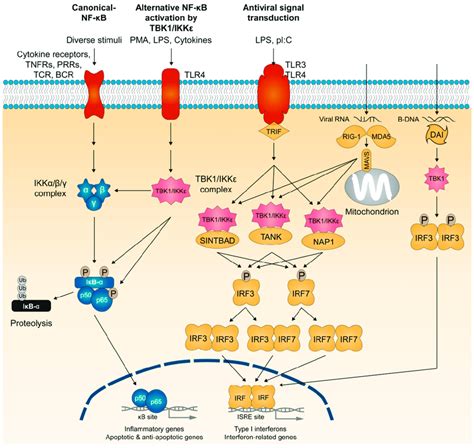 The Membrane And Cytosolic Tbk1 And Ikkε Dependent Signaling Pathways