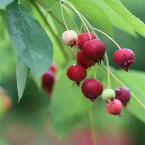 How To Grow And Care For Serviceberries Gardeners Path