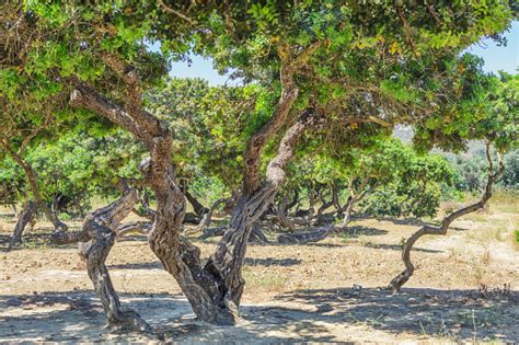 Mastic Trees In Chios Island Greece Stock Photo Download Image Now